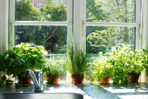 Creating a Cancer-Fighting Indoor Herb Garden